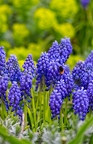 Plants / Flowers
