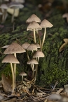 Fungi